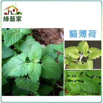 【綠藝家】大包裝K14.貓薄荷種子5克 (約5500顆)