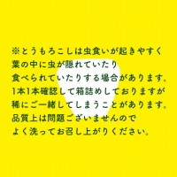  朝採り 白い とうもろこし ピュアホワイト 約 6kg トウモロコシ 期間限定 甘い 生食 [AX028ya]