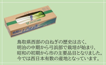 鳥取県産　白ねぎ　（3kg）