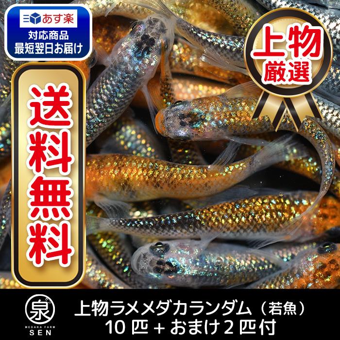 メダカファーム泉 オリジナル めだか 稚魚の餌 5袋 エサ 粉末 送料無料 卵 水槽  メダカ生体 めだか生体 めだか メダカ 生体 ラメ 販売 観賞魚 初心者 品種 種類 セット 人気 水草 えさ 容器 めだかの餌　※パッケージの仕様は時期によって異なります