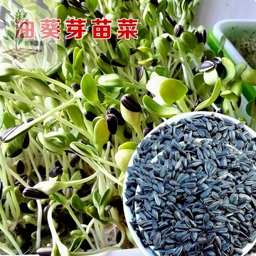 青禾園藝（芽菜油葵種子）高品質葵花種子紙上種菜水培油葵 多次采收 快速收成 #非基改芽苗菜種子快速出貨