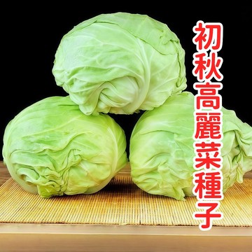 初秋高麗菜種子 台灣平地播種 耐熱早生品種 秋播蔬菜 包心菜 甘藍苗 家庭菜園 盆栽菜籽 自種有機 葉菜類 快速發芽