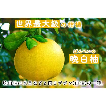 ふるさと納税 晩白柚ドレッシングセット オイル ノンオイル 各2本 熊本県氷川町産 道の駅竜北《60日以内に順次出荷(土日祝を除く)》 熊本県氷川町