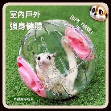 【XL-LX】倉鼠跑球 蜜袋鼯玩具 花枝鼠 金絲熊 運動跑球 大號透明 解悶自嗨 不卡腳