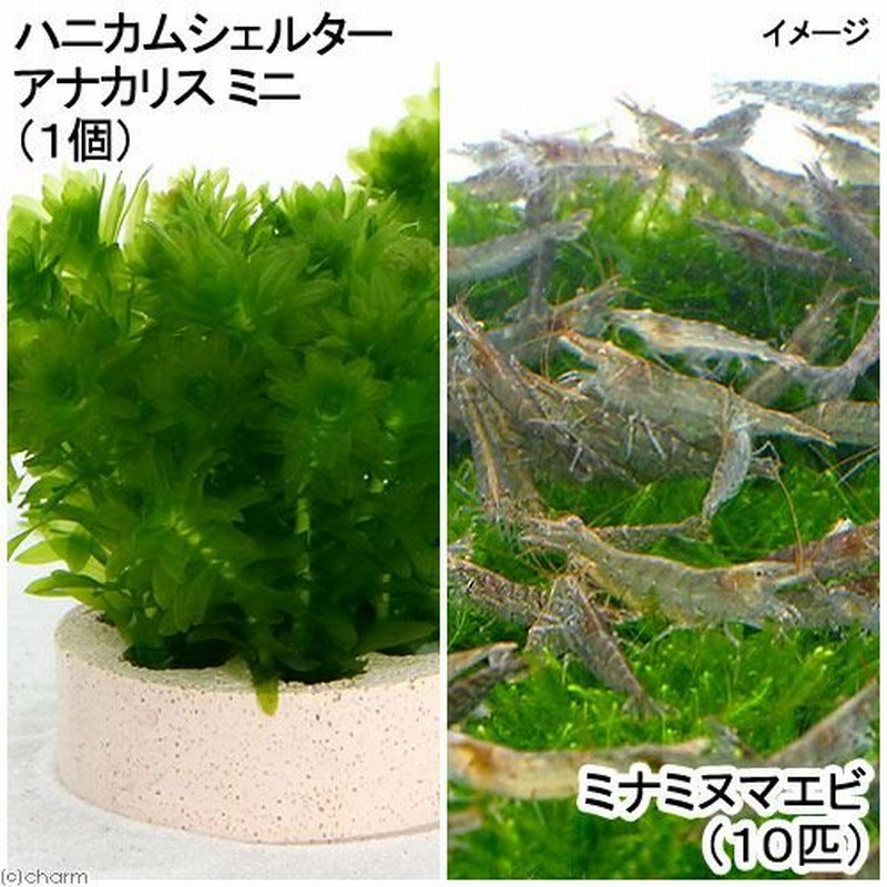 エビ 水草 ハニカムシェルター アナカリス ミニ １個 ミナミヌマエビ １０匹 通販 Lineポイント最大0 5 Get Lineショッピング