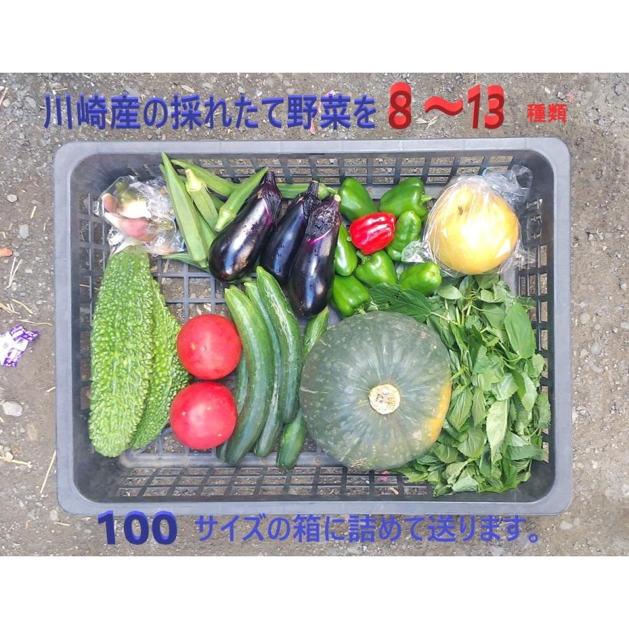 旬の野菜セット100（たっぷり8〜13種）