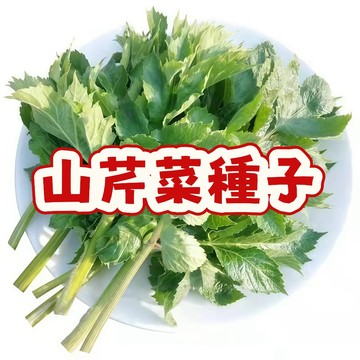 居家必種！台灣本土山芹菜種子，有機無毒、生長快速！鮮嫩清脆，自家陽台就是菜園🌱限時優惠，搶購從速！