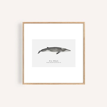 長鬚鯨 / 海洋生物自然生態藝術掛畫