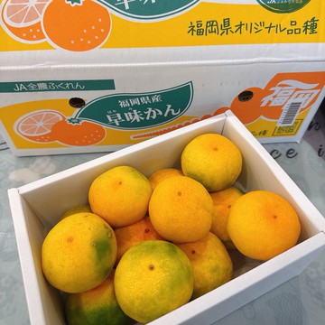【帕查嬤嬤】🇯🇵日本 福岡 蜜柑🍊｜日本蜜柑禮盒