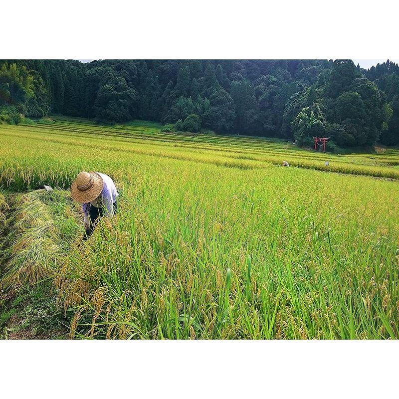 精米 千葉県産 白米 コシヒカリ 令和4年産 かやの地区産 棚田米 5kg