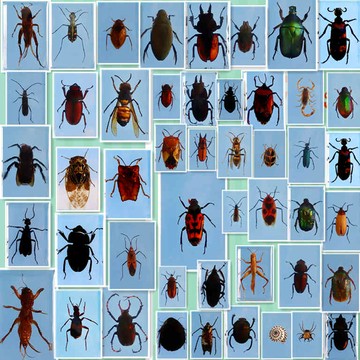 真實昆蟲標本合成樹脂制造兒童科普玩具標本擺件其他昆蟲接受定做