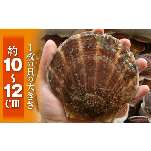 ふるさと納税 北海道 森町 北海道森町産 活ホタテ3年貝 2.5kg（約10-15枚）（2024年1月以降発送）＜道産ネットミツハシ＞ 森町 ほたて 帆立 ホタ…