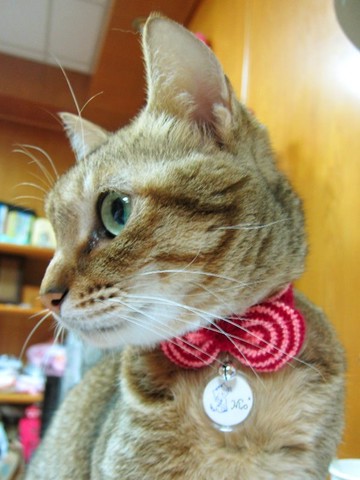 圈圈條紋蝴蝶結．貓項圈