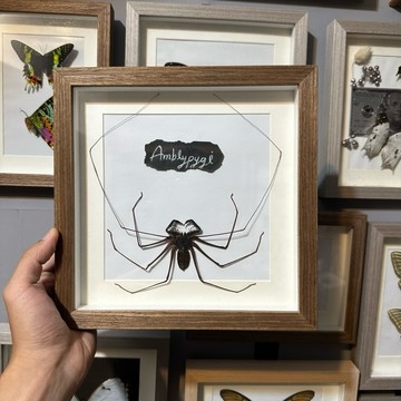 【現貨】🕷️鞭蛛🕷️ 🎃萬聖節🎃 蜘蛛 模型 #非活體 #類模型 #藝術品