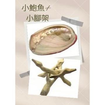 【藥魂】鮑魚殼 鮑魚貝 水元素 薰香爐 淨化爐 聖木淨化爐 塔香爐 燭台 空間淨化 水晶消磁 入厝禮 避邪 除障 儀式用