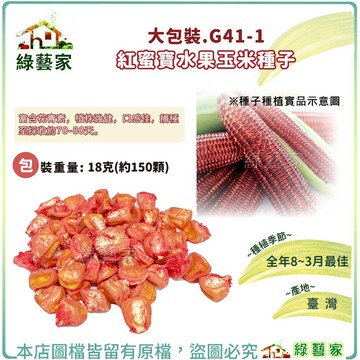 大包裝G41-1.紅蜜寶水果玉米種子18克(約150顆)(有藥劑) // 播種至採收約70-80天