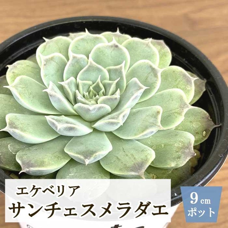 多肉植物 エケベリア サンチェスメラダエ 9cm ポット echeveria プレミアム サキュレント sanchez meladae 多年草 多肉  植物 たにく 苗 育てやすい 可愛い | LINEブランドカタログ