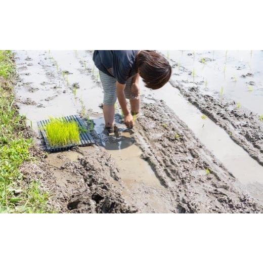 ふるさと納税 福岡県 うきは市 P438-10 ぶんぶんファーム 自然栽培 ひのひかり 白米 10kg