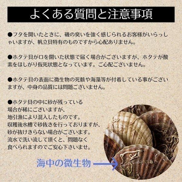 ホタテ 活ホタテ（3〜4年貝）1.5kg（8〜11枚） ほたて 海鮮ギフト 北海道産 産地直送 御中元 お中元 暑中見舞 誕生日 内祝 北海道ギフト 父の日