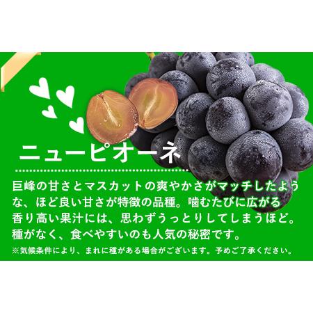 ふるさと納税 岡山県産 秀品 ニューピオーネ シャインマスカット 詰め合わせ 約1.2kg 2房 《9月中旬〜11月上旬頃に順次出.. 岡山県矢掛町