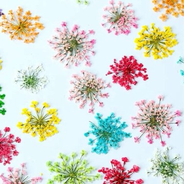 ✨台灣出貨✨雪珠花蕾絲花干花壓花植物標本美甲臉部裝飾兒童手工相框書簽貼畫
