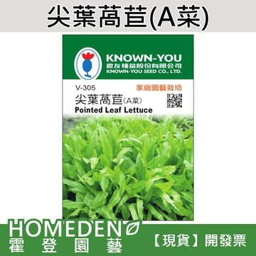 【隔日到貨】尖葉萵苣(A菜) V-305 蔬菜種子 農友牌 小包裝種子 1g/包【HOMEDEN霍登園藝】