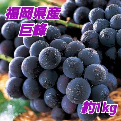 ふるさと納税 朝倉市 福岡県朝倉市産 巨峰 約1kg(朝倉市)