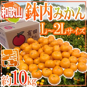 和歌山・有田産 ”鉢内みかん” 秀品 L～2Lサイズ 約10kg はちうちみかん 送料無料