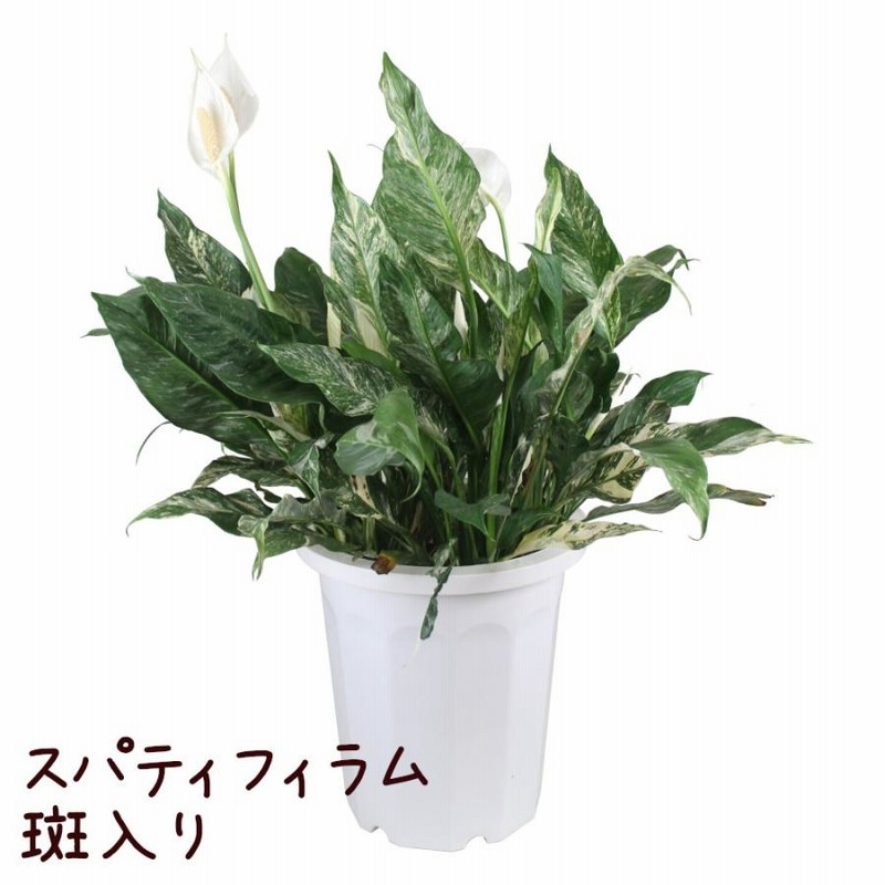 スパティフィラム 10号 斑入り【観葉植物 おしゃれ かわいい 