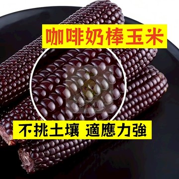 🌱早熟高產 咖啡奶棒玉米種子YM-20 不挑土壤 適應力強 生長勢快 番麥 玉蜀黍 包穀 易種植 高產陽台盆栽蔬菜種籽