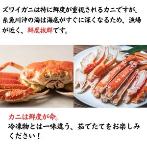 〈期間限定〉越後 本ズワイガニ 600g×2杯 計1.2kg 姿 糸魚川産 浜茹で 鮮度が命！磯貝鮮魚店 茹でたて直送 ずわいがに かに カニ 蟹 新潟県