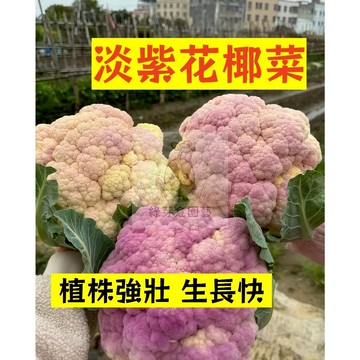 🌱早熟高產 淡紫花椰菜種子HYC-5  植株強壯 生長快 菜花 易生長  高產 抗病抗旱易種植 高產蔬菜種子