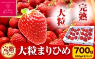 完熟いちご大粒まりひめ 700g(350g×２パック) よしむら苺ファーム 《12月上旬-4月中旬頃より順次出荷》 和歌山県 岩出市 いちご 苺 イチゴ まりひめ 完熟 大粒