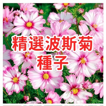 【精選波斯菊種子】大波斯菊  格桑花 易種好養 花期長 庭院陽台 花卉種子 台灣適種 高發芽率 混色花種 四季可播