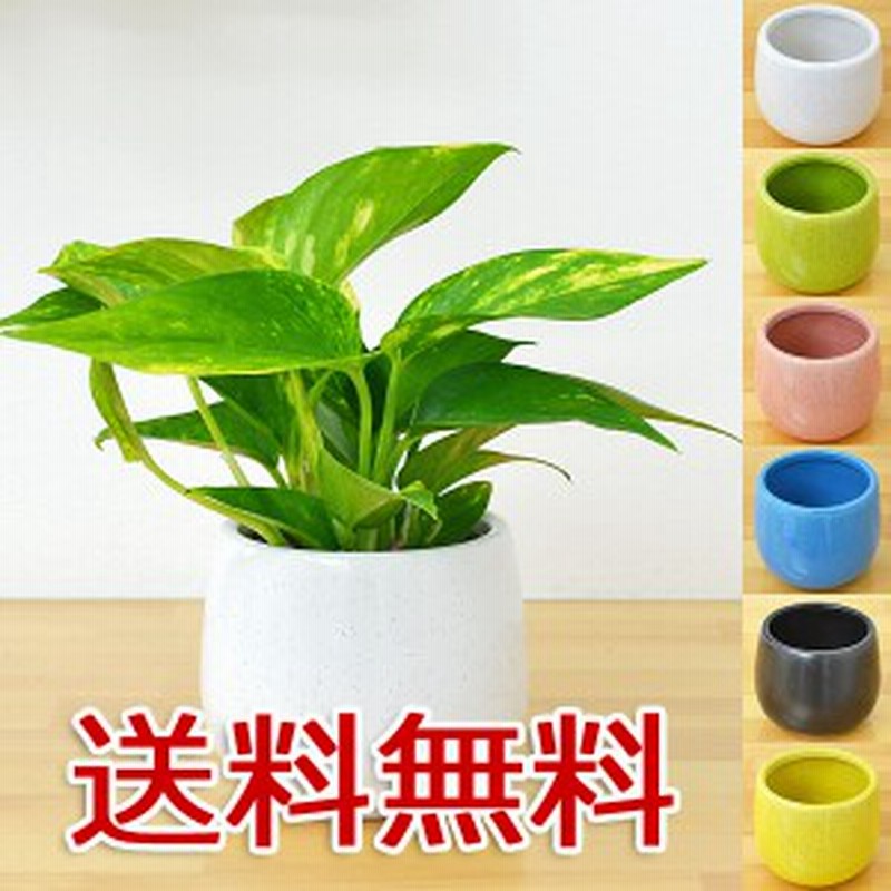 送料無料 ミニ観葉植物 ポトス陶器鉢付き ハイドロカルチャー 通販 Lineポイント最大1 0 Get Lineショッピング