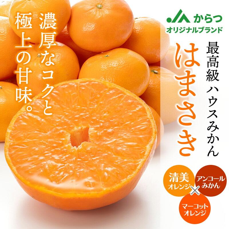  フルーツ 佐賀県産 はまさき 約3kg (L・Mサイズ 17〜21玉)  JAからつ 果物 柑橘  みかん 青果 麗紅 ギフト 高級 送料無料 CG048