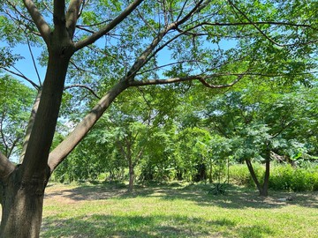 皮寮段都內農｜桃園市桃園區皮寮段