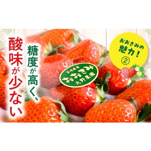 ふるさと納税 宮崎県 宮崎市 宮崎県産イチゴ「おおきみ」3パック1080g以上：36粒〜45粒）_M260-011