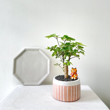 福祿桐•粉橘線條圓胖水泥盆栽