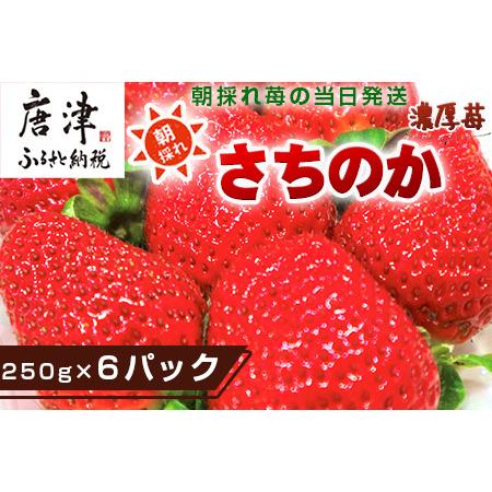 ふるさと納税 『予約受付』濃厚苺 さちのか 250g×6パック(合計1.5k) 濃厚いちご 苺 イチゴ 果物 フルーツ .. 佐賀県唐津市