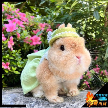 【台灣出貨】兔子衣服 綠刺繡 INS日系 侏儒兔 垂耳兔 貓貓 兔衣服 牽引繩 小寵衣服 保暖 小寵外出服飾