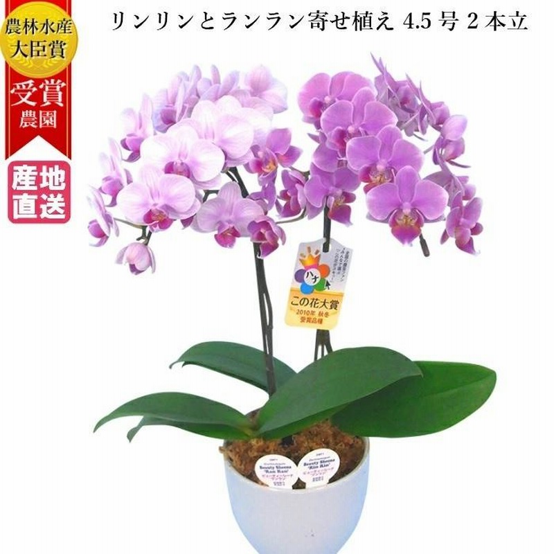 リンリン ランラン 寄せ植え 胡蝶蘭 4.5号 2本立 花 鉢植え 花鉢
