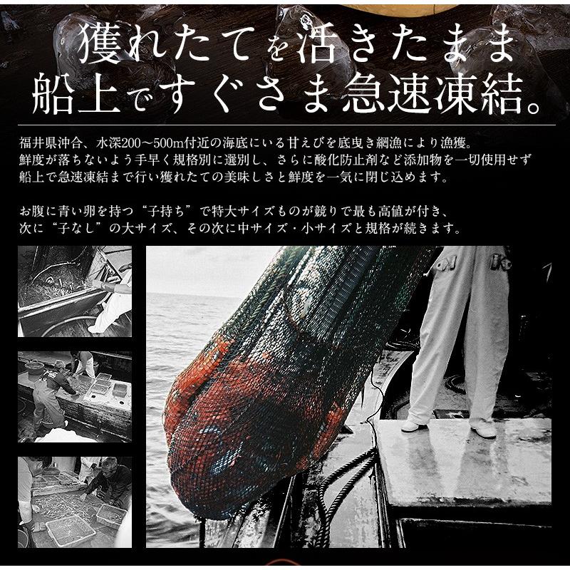 甘エビ 甘えび 子持ち 500g （約40尾入り）刺身用 越前産 甘えび 海老 えび エビ 贈り物 お祝い プレゼント ギフト 冬グルメ 冬ギフト