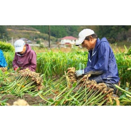 ふるさと納税 生姜一筋70年の生姜老舗問屋 黄金しょうが2kg 生姜 生産量日本一 おかず お料理 しょうが 料理 飲み物 Xnb-0004 高知県香南市