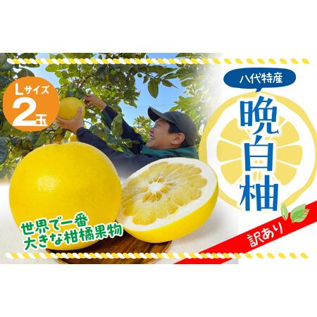 ふるさと納税 八代市産 訳あり 晩白柚2玉 柑橘 果物 フルーツ 熊本県産 熊本県八代市