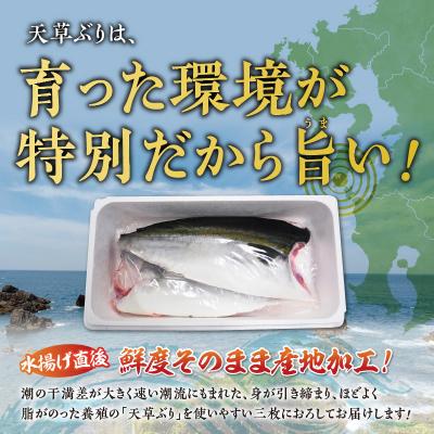 ふるさと納税 天草市 ブリフィレ 半身 約3kg(約1.5kg×2枚)ぶり 鰤_S042-001A