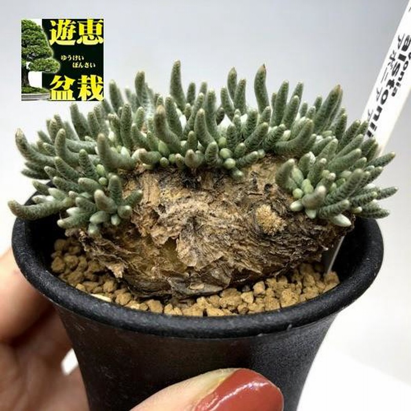 塊根植物：アボニア アルストニー うつぼ錦 赤花*葉幅7.5cm 現品！一品