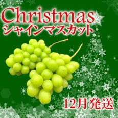 冬季限定!!山梨県南アルプス市産　クリスマスシャインマスカット　約1kg 2～3房入り