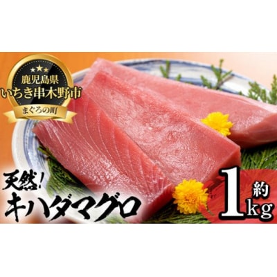 天然キハダマグロ (約1kg)