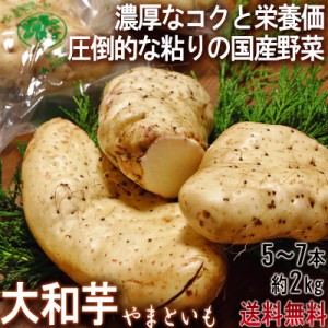 大和芋 やまといも 千葉県産 約2kg 5～7本 国産野菜 当店一押し商品！ 長芋を超える圧倒的な粘り！ とろろ蕎麦やご飯に最適！